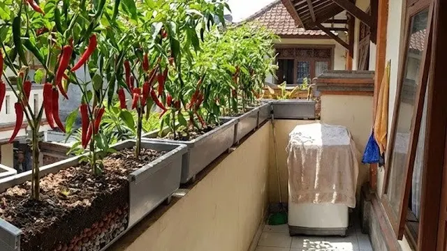 Ide Kebun Cabai Di Talang Air PVC Sistem Memanjang