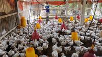 Peternak memberi makan ayam pedaging broiler di kawasan Cipelang, Bogor, Jawa Barat, Selasa (24/7). Tingginya harga daging ayam juga dipengaruhi oleh kenaikan harga pakan yang masih import seiring kenaikan dolar terhadap rupiah. (Merdeka.com/Arie Basuki)