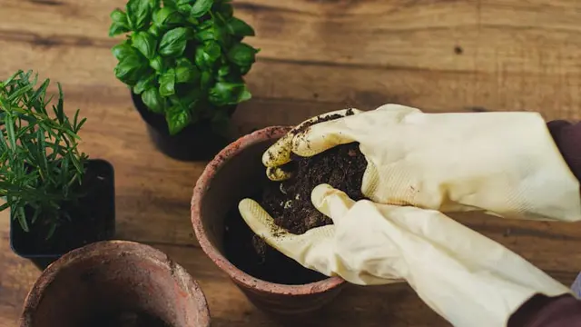 Cara Mengisi Pot dengan Campuran Tanah dan Pupuk agar Bayam Tumbuh Subur