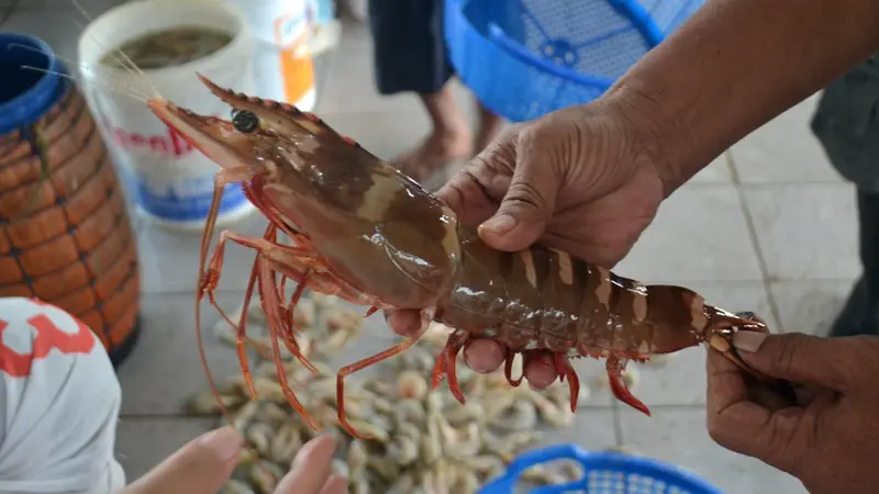 Udang tiger atau lobster tiger berharga murah. (Foto: Liputan6.com/Muhamad Ridlo)