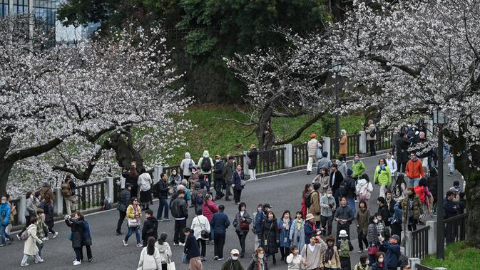 Prakiraan Mekar Sakura Jepang: Jadwal Bersemi di Berbagai Kota, Diawali Tokyo