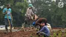 Pekerja melakukan penanaman kembali pohon-pohon di area proyek revitalisasi Taman Sisi Selatan Monunem Nasional, Jakarta, Rabu (5/2/2020).  Pohon tersebut adalah pohon baru untuk mengganti pohon besar yang ditebang. (merdeka.com/Imam Buhori)