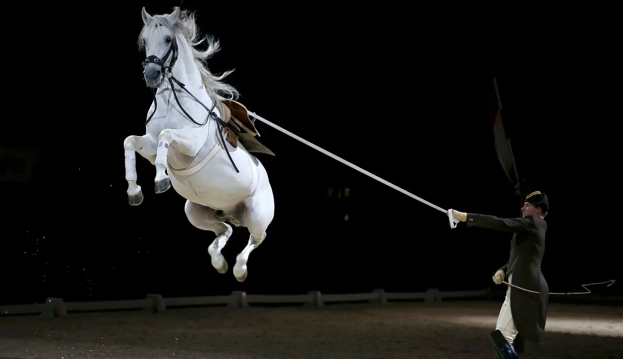 Penunggang melatih kudanya untuk melompat saat gladi resik untuk memperingati ulang tahun Spanish Riding School of Vienna yang ke-450 di SSE Arena di London, Inggris (10/11). Kuda yang digunakan adalah kuda keturunan asli Spanyol. (Reuters/Peter Nicholls)