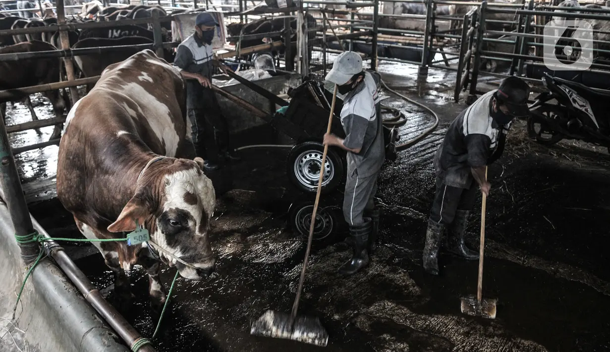Pekerja saat membersihkan area ruang pemotongan di RPH PD Dharma Jaya, Cakung, Jakarta, Kamis (30/7/2020). RPH PD Dharma Jaya dijadikan sebagai Sentra Qurban 2020 agar proses penyembelihan dan pendistribusian sesuai syariat Islam dan protokol kesehatan Covid-19. (merdeka.com/Iqbal S. Nugroho)