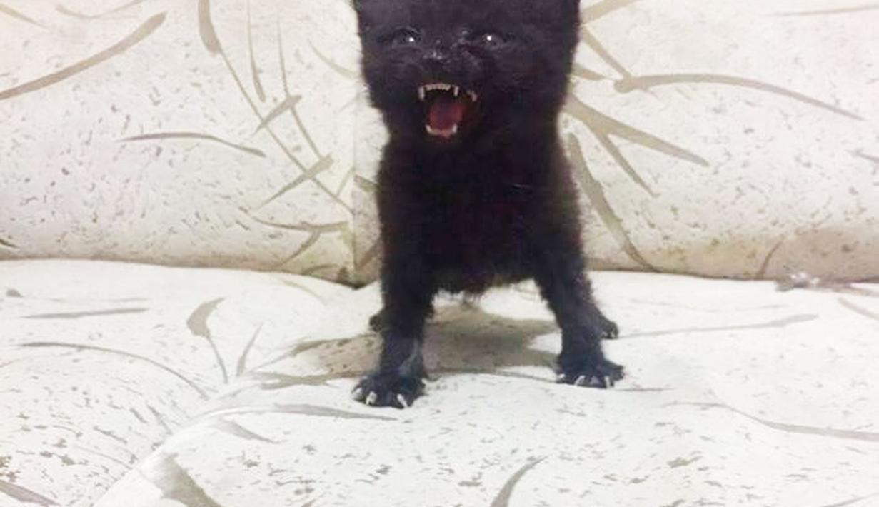 Gambar Kucing Lagi Marah - Aires Gambar