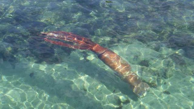 Heboh, Penemuan Cumi-Cumi Raksasa 13 Meter di Pantai Spanyol