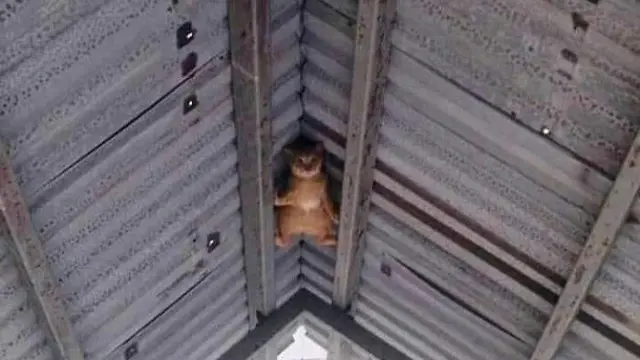 10 Potret Menggemaskan Kucing Tidur di Tempat Tak Biasa