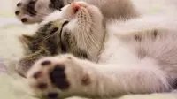 Jenis-jenis kucing peliharaan paling populer dengan karakteristik yang berbeda (pexels/pixabay).