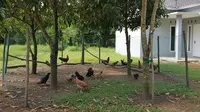 9 Desain Umbaran Ayam Dengan Pagar Jaring Biar Ayam Bebas Tapi Aman, Ternak Cepat Besar