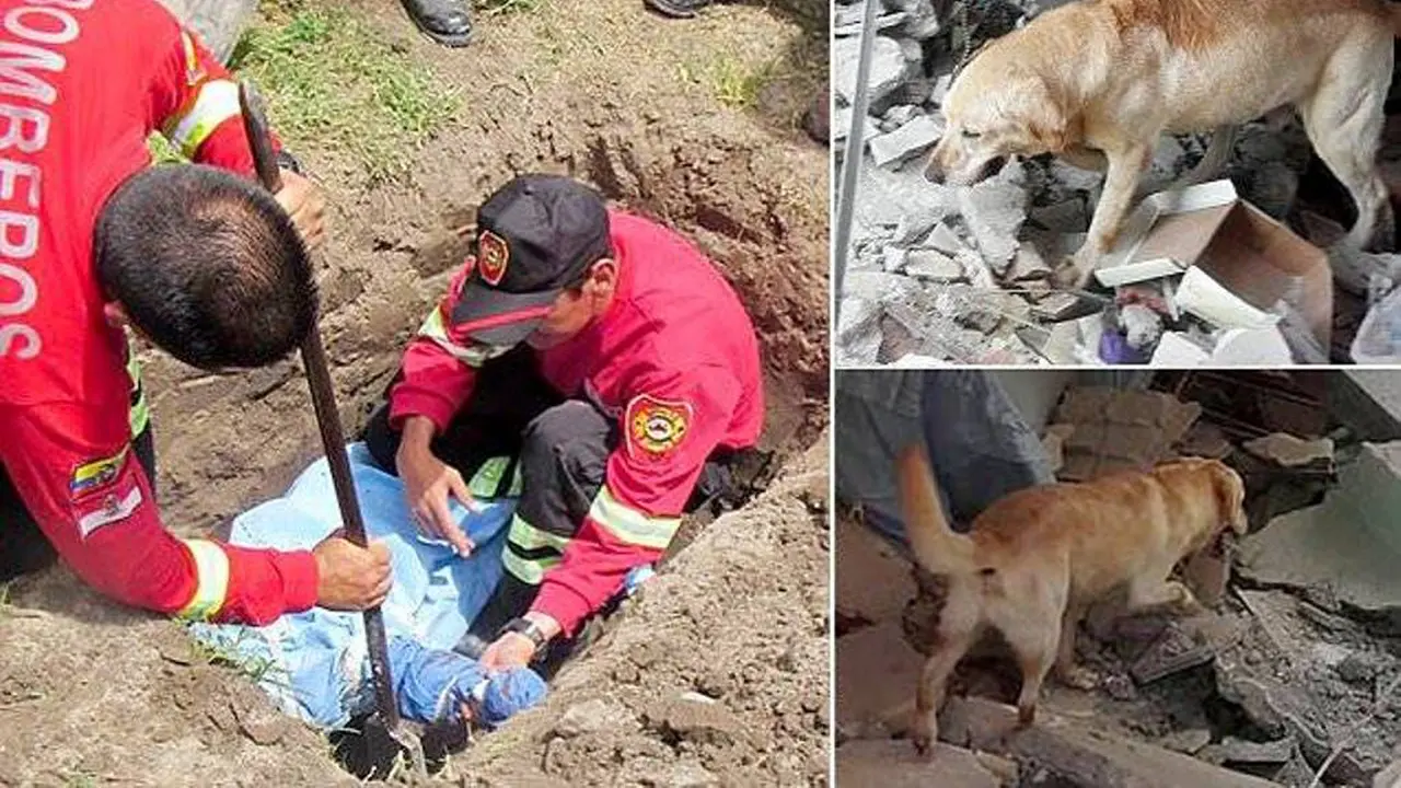 Dayko, Anjing Penyelamat 7 Korban Gempa di Ekuador Telah Tiada