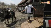 Tak Ada Rumput, Ternak di Kaki Gunung Kelud Diungsikan