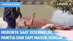 Sapi kurban terlepas dan mengamuk saat hendak disembelih kembali dialami panitia kurban di sejumlah daerah di Tanah Air. Sapi mengamuk di Bekasi saat disembelih, panitia dan sapi ikut masuk ke sungai.