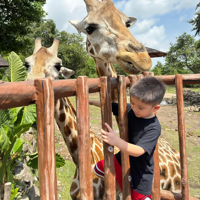 7 Potret Citra Kirana dan Keluarga di Taman Safari, Sarapan Bareng Jerapah