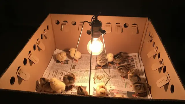 Desain Kandang Ayam dari Kardus Bekas