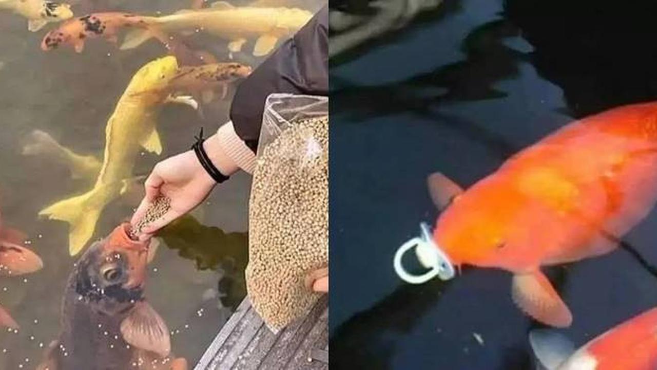 10 Potret Nyeleneh Orang Pelihara Ikan, Cara Kasih Makannya Bikin Geleng Kepala