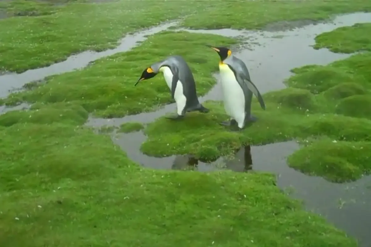 Lucunya Dua Penguin Yang Menyebrang 