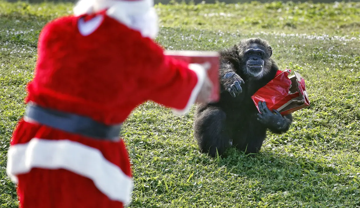Petugas berkostum sinterklas memberikan kado natal kepada seekor simpanse saat acara 'Christmas with the Chimps' di Lion Country Safari, Florida (22/12). Acara ini sudah menjadi tradisi di kebun binatang tersebut selama 20 tahun. (AFP PHOTO/Rhona Wise)