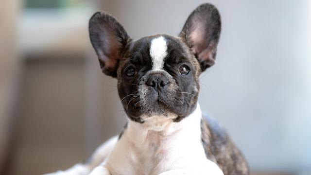 French Bulldog