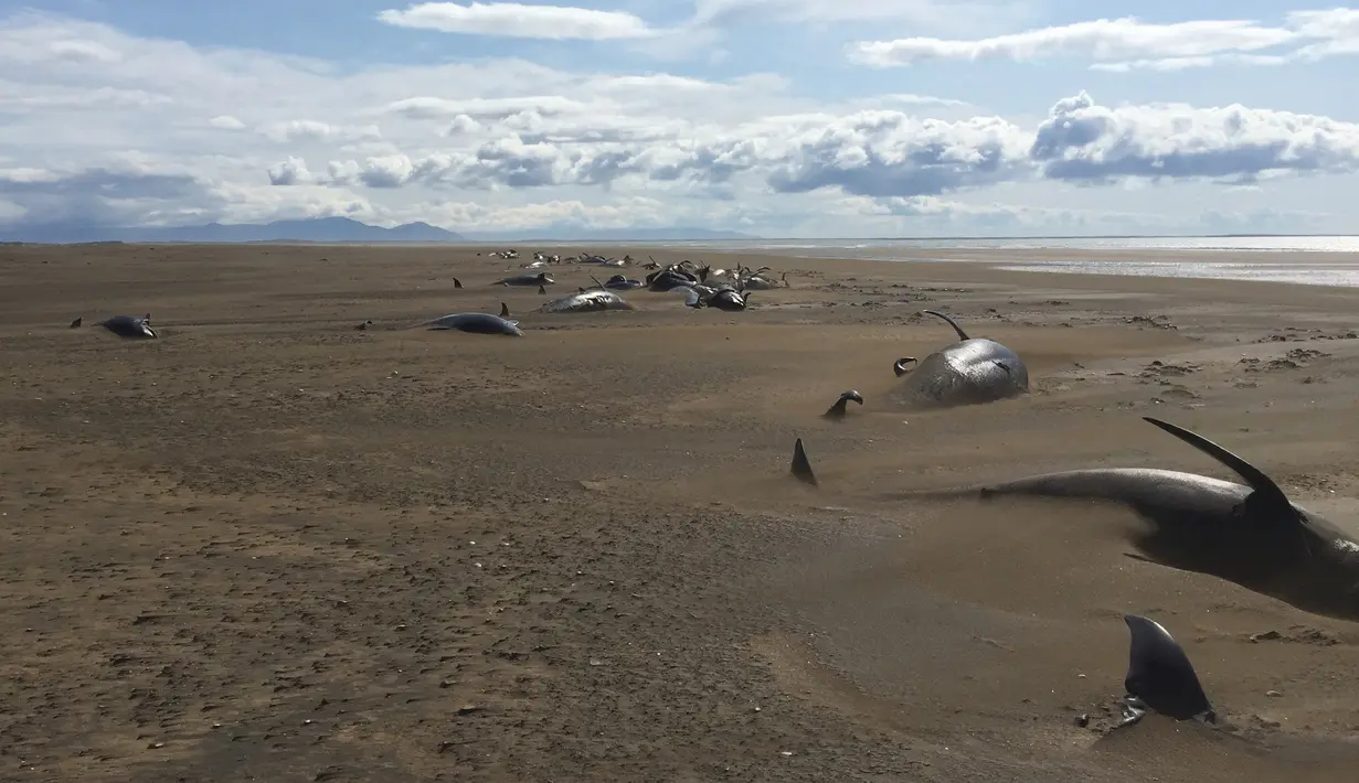 Puluhan paus pilot mati terdampar di di Pantai Snaefellsnes Peninsula, Islandia Barat (18/7/2019). Paus pilot kerap terdampar dalam jumlah massal tanpa penyebab yang jelas. (David Schwarzhans via AP)