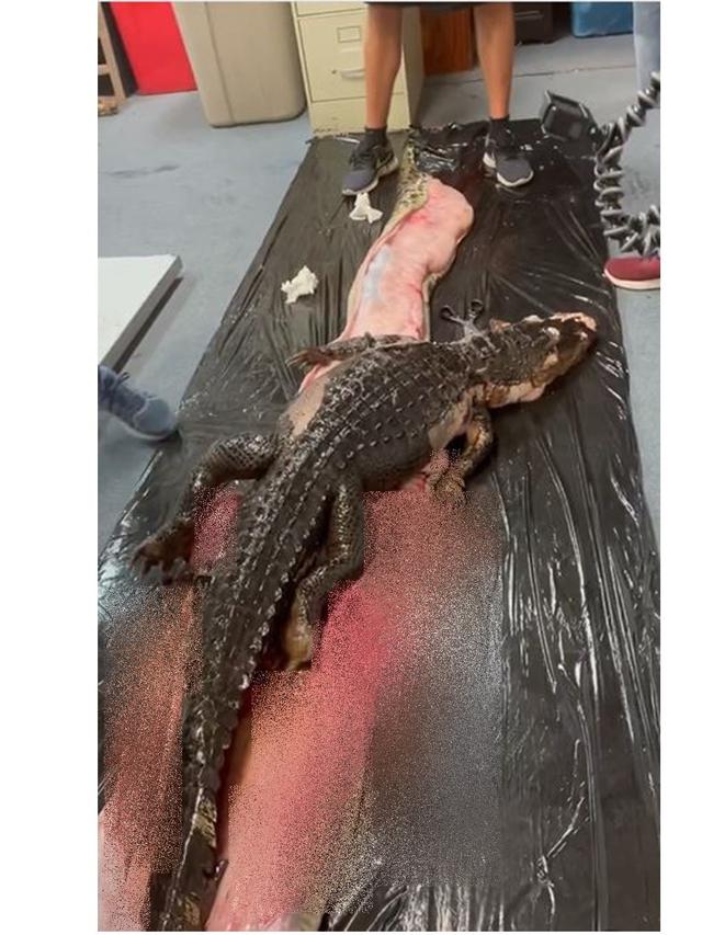 Peneliti Temukan Buaya 5 Kaki di Perut Ular Piton Raksasa, Begini Kondisinya