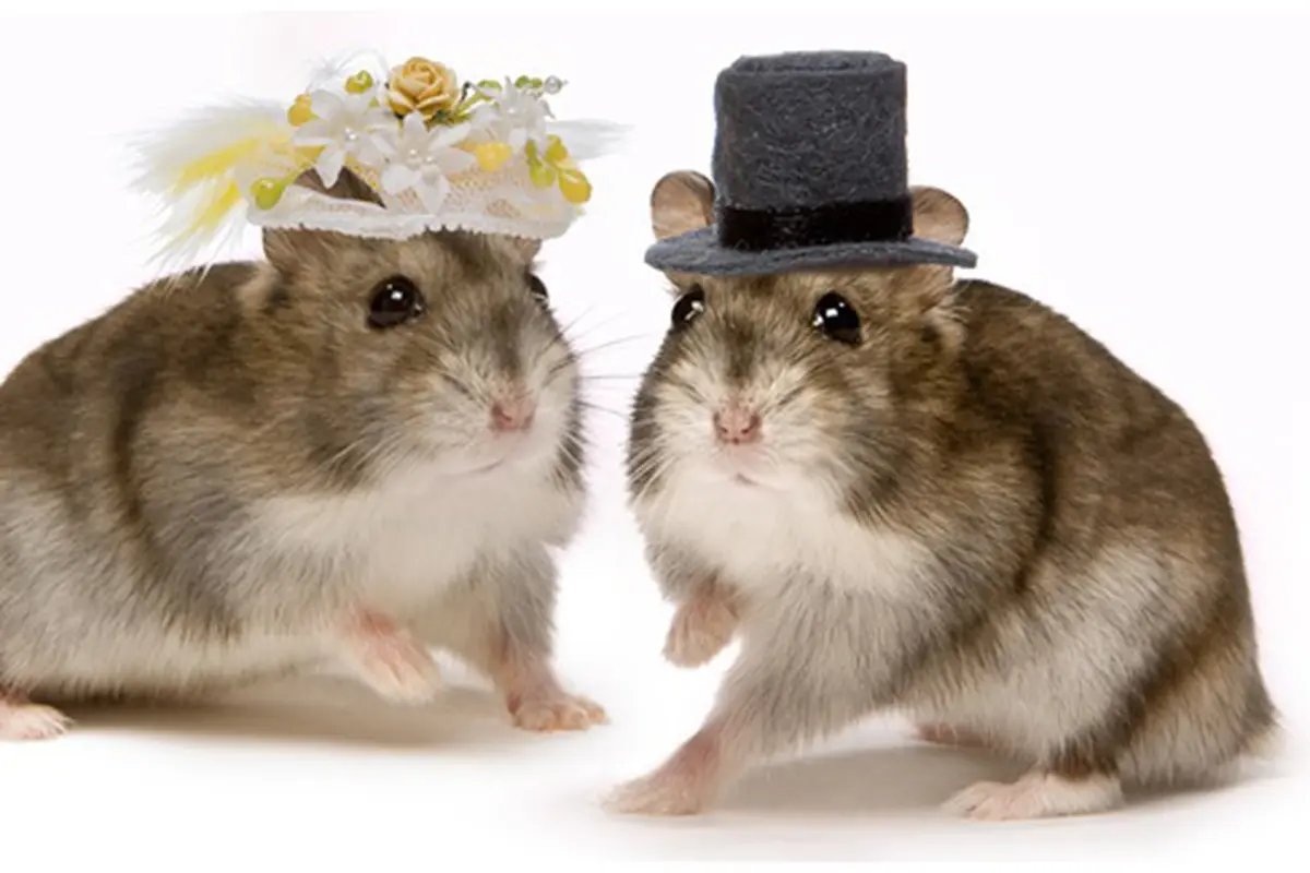 (c) shutterstock