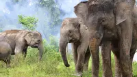 Hari Gajah Sedunia, Tantangan Upaya Menjaga Populasi