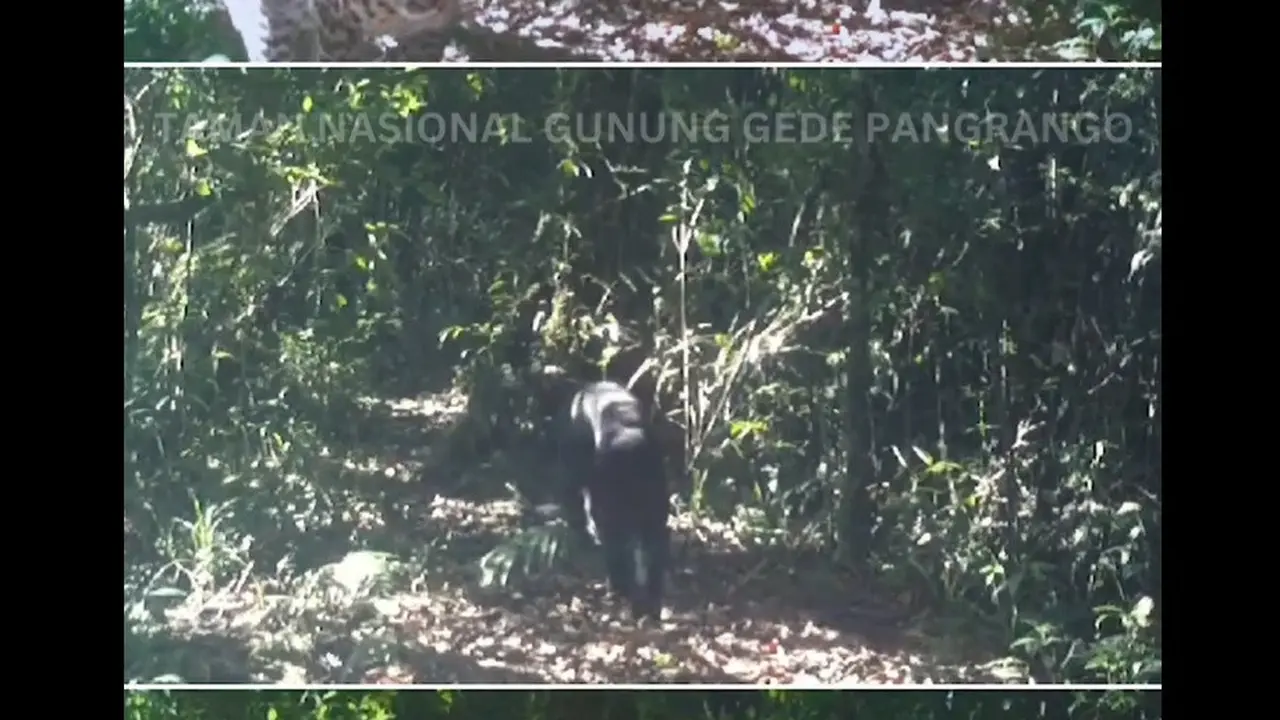 Macan Tutul dan Macan Kumbang Terekam Bersama di Gunung Gede Pangrango, Apa di Jalur Pendakian?