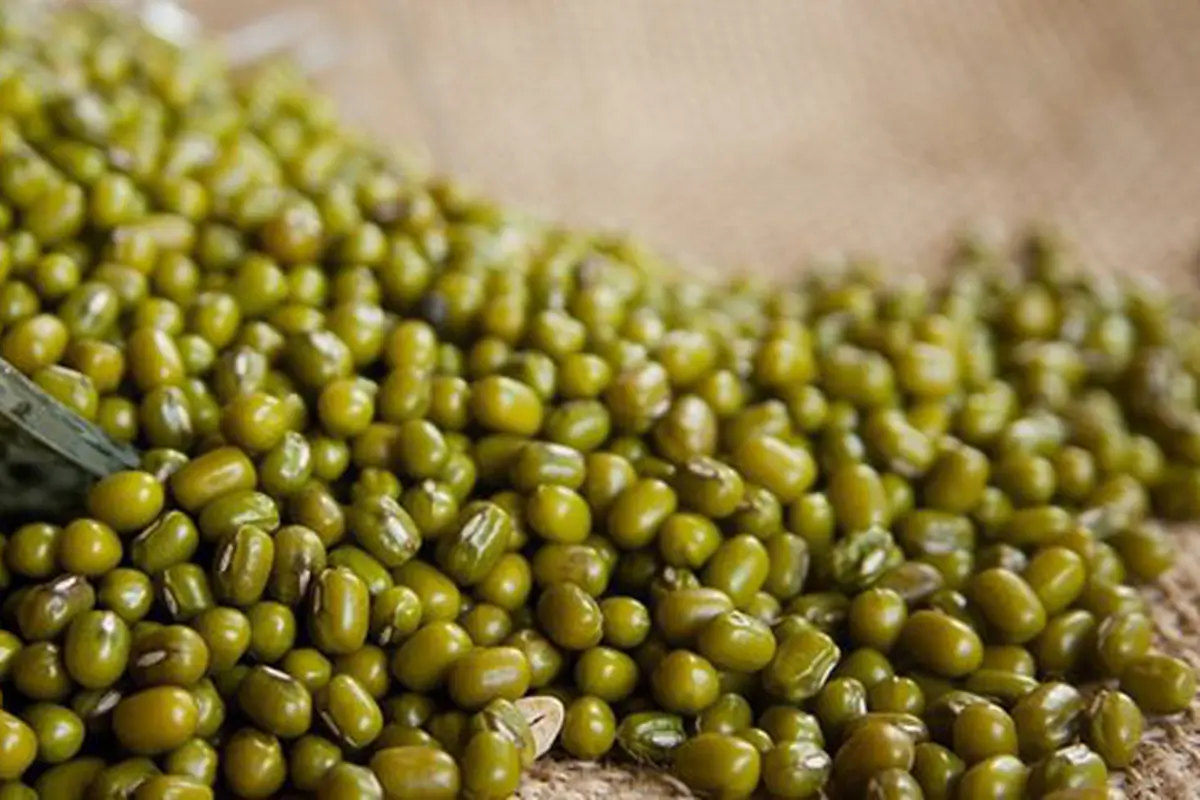 Manfaat kacang hijau/copyright Pixabay.com/PDPics