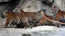 Empat harimau Sumatra muda berjalan di kandangnya di kebun binatang di Berlin, Jerman (22/11). Total empat anak Harimau Sumatera lahir pada 4 Agustus 2018, diberi nama Oscar, Willi, Seri dan Kiara. (AP Photo/Michael Sohn)