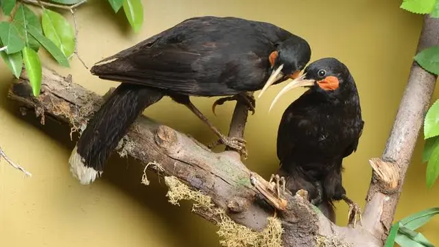 Burung huia