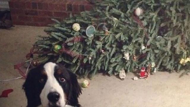 7 Potret Kocak Hewan Saat Natal, Heboh Banget