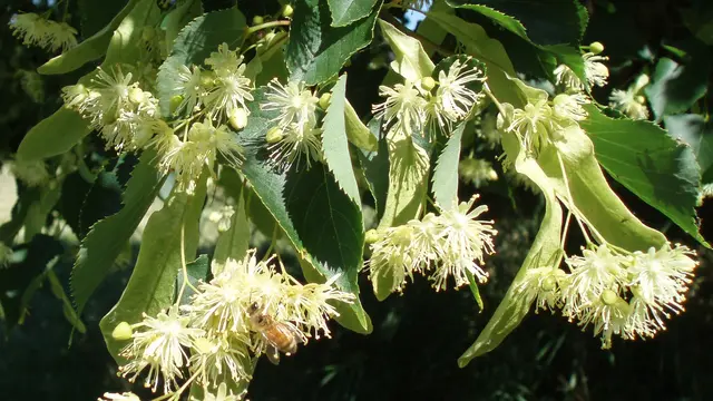 [Bintang] Bunga Linden