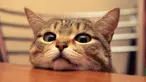 Berawal dari puluhan ekor kucing, Rene seperti ketagihan hingga kini memelihara ribuan ekor kucing.  