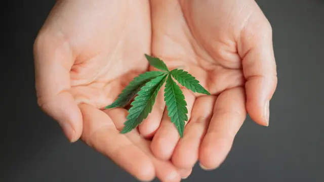 Legalisasi Ganja untuk Keperluan Medis Ditolak MK, Kemenkes Tetap Akan Lakukan Penelitian