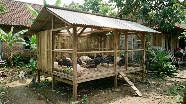Model Kandang Ternak Kalkun yang Ideal