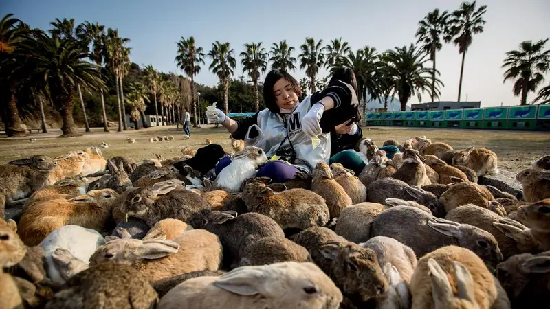 Pulau Okunoshima, Pulau yang Dihuni Ratusan Kelinci di Jepang 