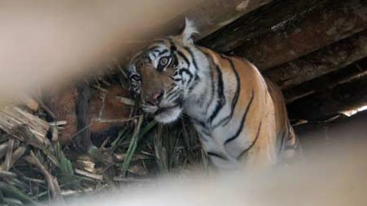 Harimau Sumatera Koleksi Kebun Binatang Solo Mati