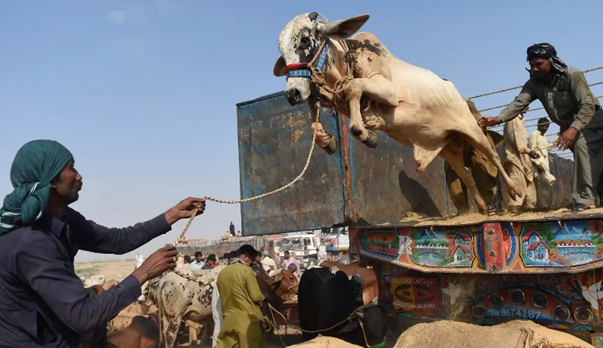Pedagang ternak menurunkan sapi saat tiba di pasar ternak yang disiapkan untuk menyambut Idul Adha di Karachi, Pakistan, Senin (14/9/2015). Muslim di seluruh dunia sedang mempersiapkan  menyambut datangnya Hari Raya Idul Adha. (AFP PHOTO/RIZWAN Tabassum)
