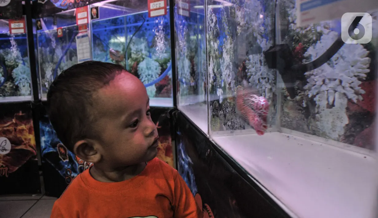 Seorang anak melihat ikan Louhan milik salah satu peserta kontes saat Soul of Competition di Pasar Ikan Hias Johar Baru, Jakarta, Minggu (24/10/2021). Kontes yang diikuti 160 peserta dari berbagai kota di Indonesia ini digelar hingga Senin (25/10). (merdeka.com/Iqbal S. Nugroho)