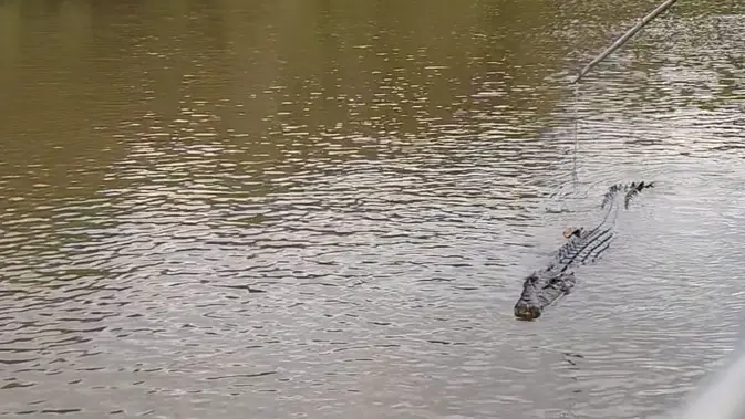 <p>Buaya di Adeliade River saat mengincar makanan yang diberikan petugas. (Liputan6.com/Muhammad Ali).</p>