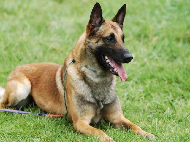 5 Fakta Terbaru Serangan Anjing Milik Bima Aryo Yang Tewaskan Art News Liputan6 Com