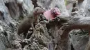 Seekor luwak mendekati daging yang telah dibekukan di kebun binatang Bioparc di Valencia, Italia (23/7). Pemberian makanan beku ini dikarenakan suhu panas yang melanda Italia. (AFP PHOTO / Jose Jordan)