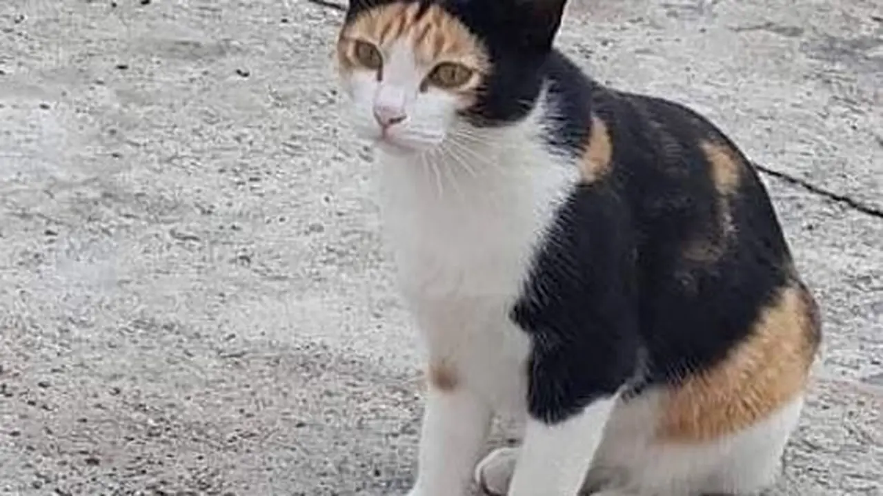6 Potret Kucing dengan Motif di Lengan Unik Ini Curi Perhatian - Hot ...