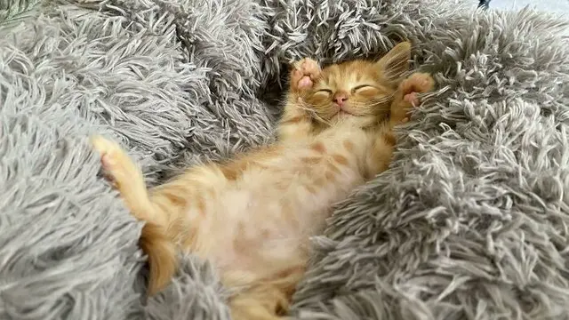Enggak Habis Pikir, 8 Potret Posisi Tidur Kucing Oren Ini Bikin Tepuk Jidat