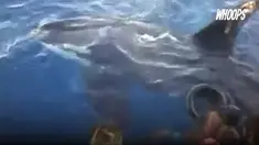 Beberapa warga beberapa kali melihat paus berbahaya itu di berbagai tempat.