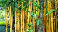 Selain sebagai penghias taman atau pagar rumah, Bambu Kuning dipercaya mampu menolak maling atau pencuri. Konon, kekuatannya semakin bertambah jika ditanam berdampingan dengan Tebu Ireng. (Istimewa)