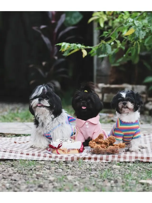 6 Tips Membawa Anjing Traveling dari Pawrents Shih Tzu, Jaga Anabul Tetap Bahagia