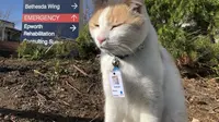 Kerap Berkeliaran di Sekitar Rumah Sakit, Kucing Ini Diangkat Jadi Petugas Keamanan
