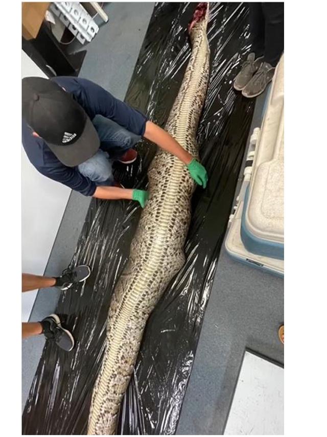 Peneliti Temukan Buaya 5 Kaki di Perut Ular Piton Raksasa, Begini Kondisinya