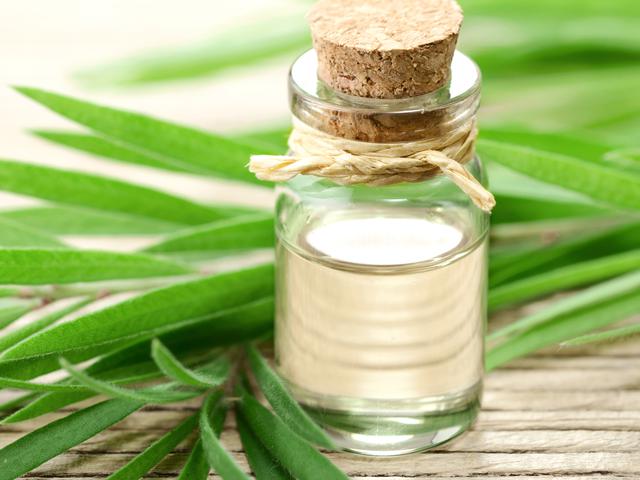 3 Perbedaan Minyak Telon Dan Kayu Putih Ketahui Kelebihannya Masing Masing Hot Liputan6 Com